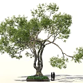 Large Shade Tree With Lush Green Foliage And Two People Near Flower Bed