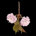 Beautiful Pink Cherry Blossom Flower Cluster With Fresh Leaves And Black Background