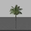 Tall Palm Tree Standing Alone On Gray Paved Ground With Gray Sky Background 3d model