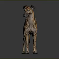 Tiger Striped Greyhound Dog With Long Legs Standing On Gray Background