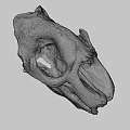 Detailed Animal Skull With White And Orange Texture Visible Teeth And Eye Sockets