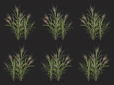 Green Herbaceous Plants With Slender Leaves And Pink Purple Spiky Inflorescences On Black Background 3d model