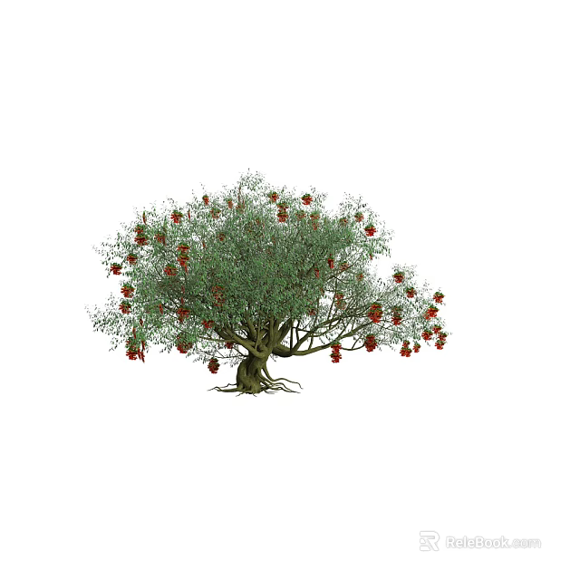 Pomegranate Tree With Red Fruits Green Leaves And Thick Roots In Garden 3d model 