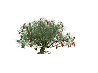 Pomegranate Tree With Red Fruits Green Leaves And Thick Roots In Garden 3d model
