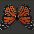 Monarch Butterfly With Orange And Black Wings White Spots And Reflection On Gray Background