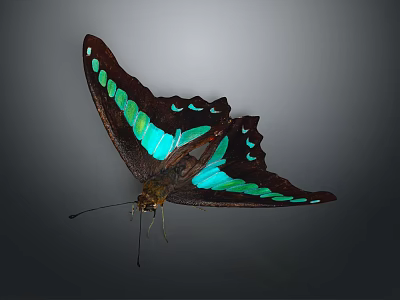 Beautiful Butterfly With Dark Brown And Turquoise Wings And Spots On Gray Background 3d model