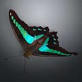 Beautiful Butterfly With Dark Brown And Turquoise Wings And Spots On Gray Background