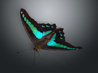 Modern Butterfly Colored Butterfly Tabby Butterfly Leaf Butterfly 3d model