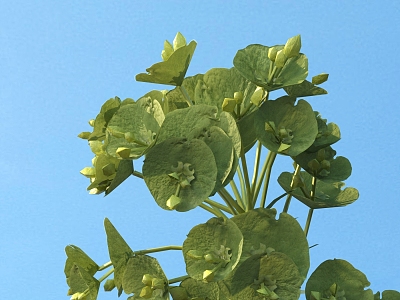 Modern Evergreen Euphorbia Evergreen Euphorbia Flower model