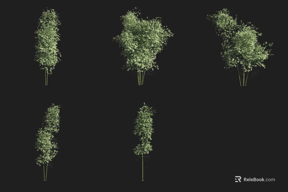 Bamboo Plants in Various Growth Forms with Lush Green Leaves and Stems 3d model 