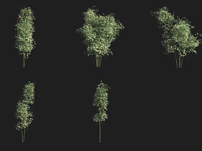 Bamboo Plants in Various Growth Forms with Lush Green Leaves and Stems 3d model