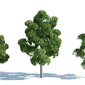 The Modern Tree 3d model