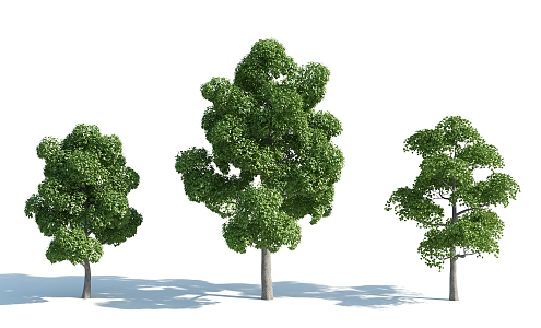 The Modern Tree 3d model