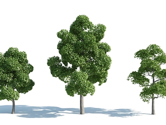 The Modern Tree 3d model