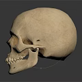 Detailed Human Skull Anatomical Structure Display On Dark Reflective Surface
