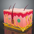 3D Skin Structure Model Showing Layers Hair Follicles And Blood Vessels
