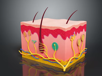 3D Skin Structure Model Showing Layers Hair Follicles And Blood Vessels 3d model