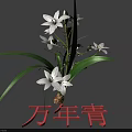 White Flowers With Green Leaves On Evergreen Plant Natural Botanical Fresh View