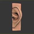 Human Ear Anatomical Structure Detailed Model With Inner Middle Outer Parts And Colorful Sections