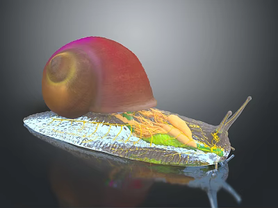 Detailed Snail 3D Anatomical Model Showing Internal Organs And Body Structure 3d model