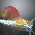 Detailed Snail 3D Anatomical Model Showing Internal Organs And Body Structure 3d model