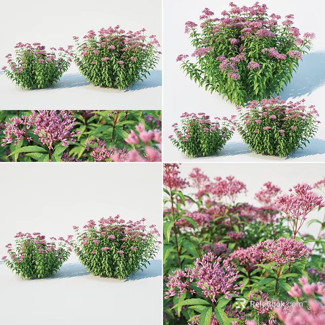 Beautiful Pink Flowers With Green Leaves In Clusters From Various Angles 3d model