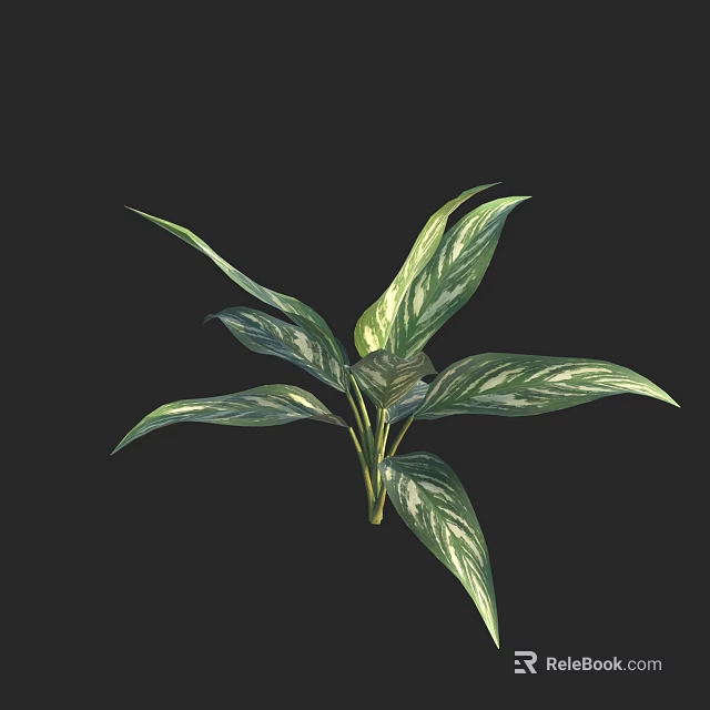 Lush Variegated Leaf Plant Featuring White Striped Foliage Against Black Background 3d model 