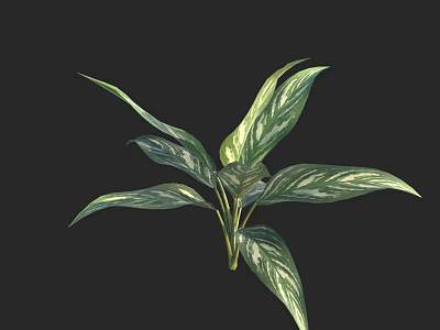 Lush Variegated Leaf Plant Featuring White Striped Foliage Against Black Background 3d model