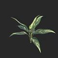Lush Variegated Leaf Plant Featuring White Striped Foliage Against Black Background
