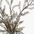 Transparent Glass Vase With White Handles Holding Brown Branches And Golden Flowers