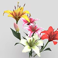 Colorful Lily Flowers Red White Pink Yellow Blooming Fresh Beautiful Garden Plants