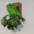 Green Hanging Plant With Fern Like Leaves On Wooden Board