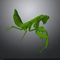 Detailed Green Mantis in Lifelike 3D Render With Dynamic Posture