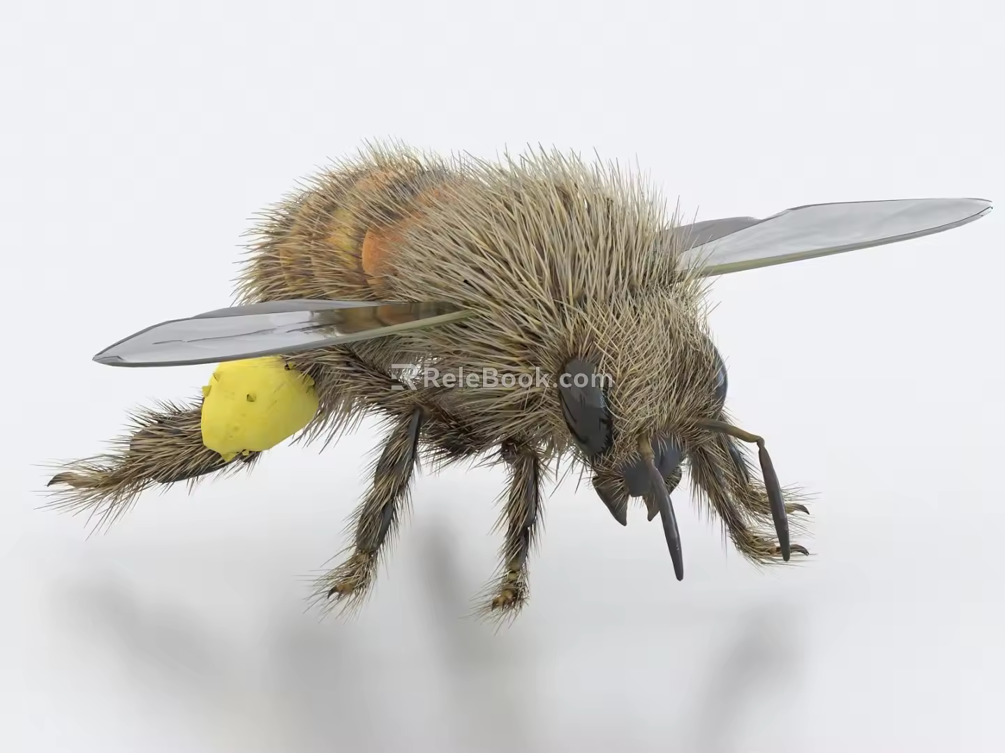 bee wasp worker wasp queen insect wasp 3d model