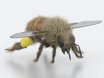 Flying Bee With Hairy Body Yellow Pollen Sac And Transparent Wings 3d model