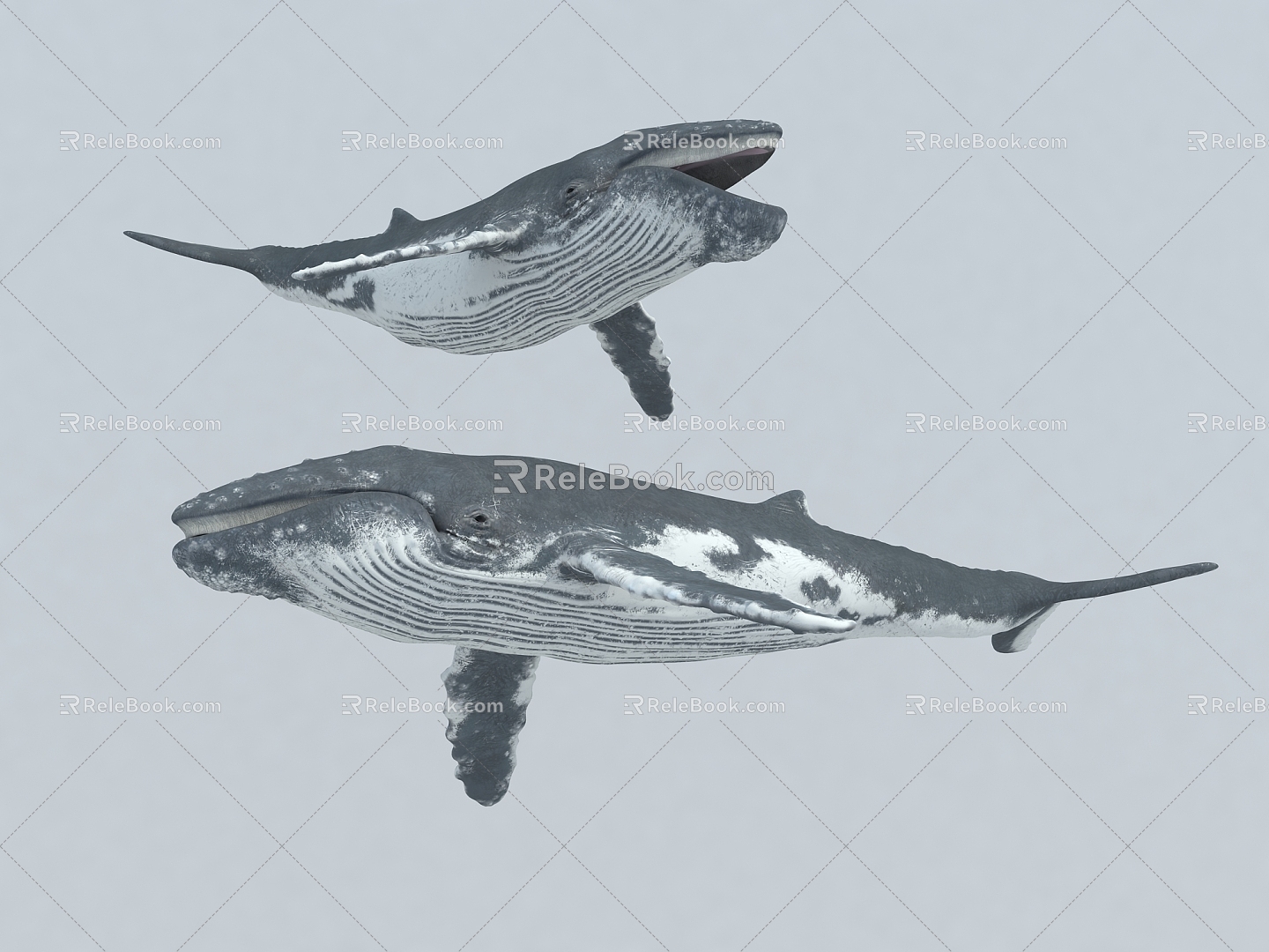 whale humpback whale marine animal marine fish 3d model