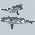 whale humpback whale marine animal marine fish 3d model