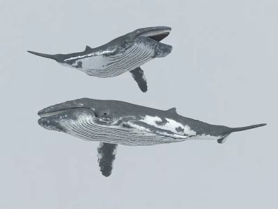 Two Aquatic Whales Swimming With Open Mouth And Distinctive Body Patterns 3d model