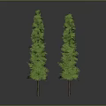 Two Tall Green Pyramidal Trees With Brown Trunks On Grey Background
