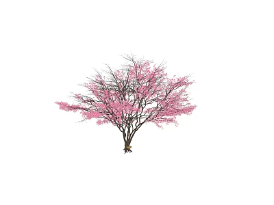 Graceful Arbor Tree with Pink Blossoms and Elegant Branches for Garden Landscape Design 3d model