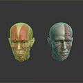 Medical Anatomical Head Models For Teaching Muscle Structure And Human Anatomy