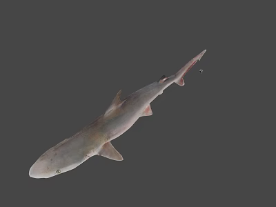 Detailed Realistic Shark 3D Model With Lifelike Features On Gray Background 3d model