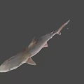 Detailed Realistic Shark 3D Model With Lifelike Features On Gray Background