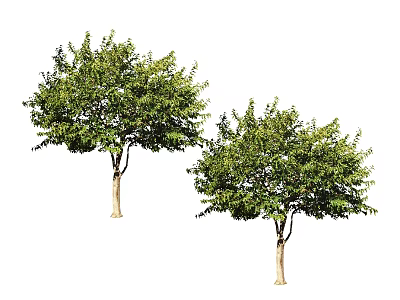 Two Green Leafy Trees With Lush Foliage And Brown Trunks 3d model