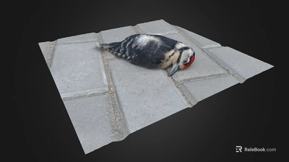 Black and white bird with red head lying on gray tiled ground 3d model 