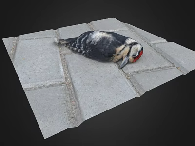 Black and white bird with red head lying on gray tiled ground 3d model