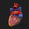3D Rendered Heart Model With Red Blue Vessels And Clear Internal Structure On Black Background