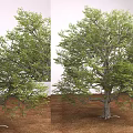 Modern Tree Big Tree 3d model