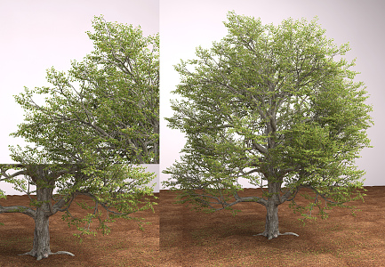 Modern Tree Big Tree 3d model