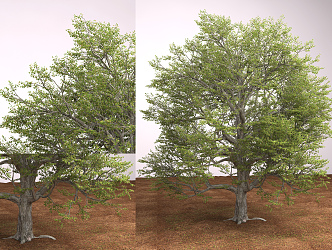 Modern Tree Big Tree 3d model